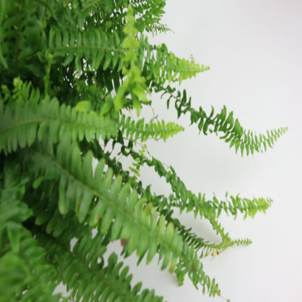 image 1 of Boston Fern Green | Boston Fern 12cm