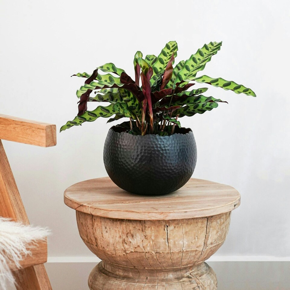 image 1 of Hammered Bowl Planter - Iron - L30 x W30 x H21 cm - Black | Black