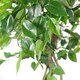 image 2 of Artificial Trees 120cm Medium Twisted Ficus 120cm | Green | 4ft