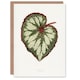 image 1 of AF Lydon Benjamin Fawcett Begonia Rex Leaf Art Greeting Card