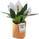 image 7 of Contemporary Peace Lily Plant Design Pop Up Card