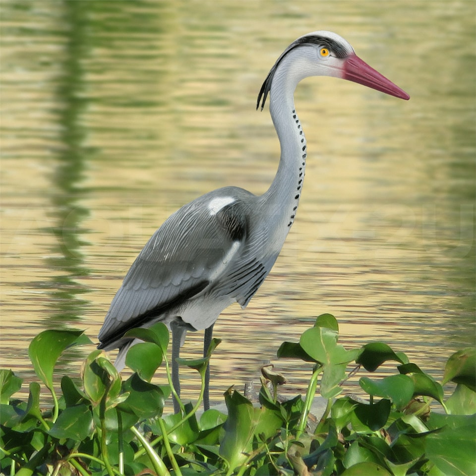 image 1 of Pisces Decoy Heron Pond and Garden Deterrant