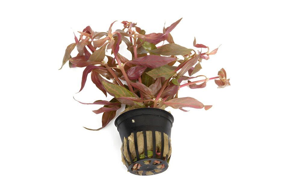 image 1 of Scarlet Temple (Alternanthera cardinalis) - Live Aquarium Plant for Midground Planting, Red Foliage - Fish Tank Plant