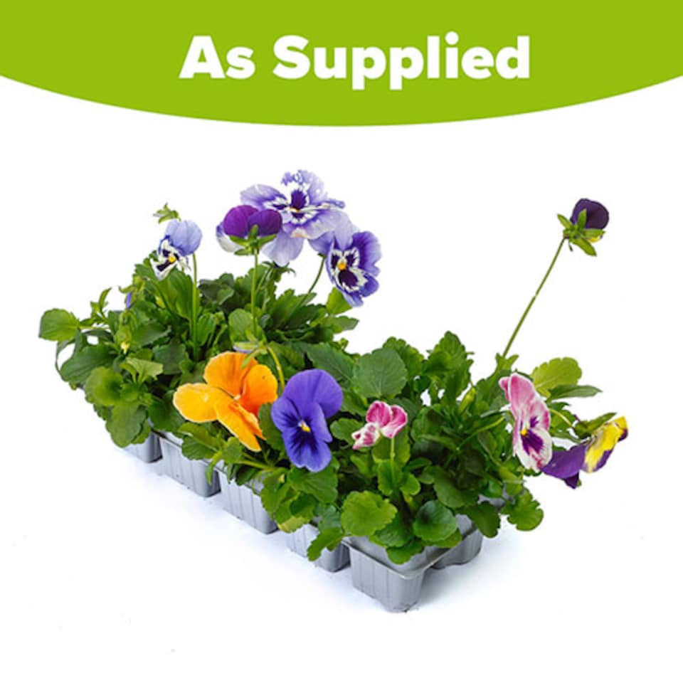 image 1 of YouGarden Pansy 'Top Wave', Trailing Variety, 10 x Garden Ready Plug Plants, Garden Colour, Great for Pots