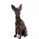 image 2 of Chihuahua Plant Pot Feet - Set of 3 - L5 x W6 x H9.5 cm | Grey