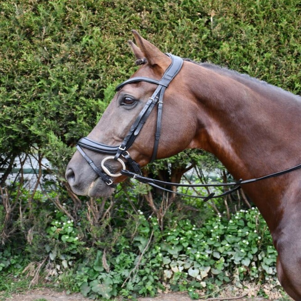 image 1 of Rhinegold Softee Pro-Anatomic Flash Bridle Brown | Size: X-Full
Colour: H.Brown