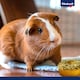 image 6 of Vitakraft Bisquiteria Small Animal Donuts (Pack of 6)