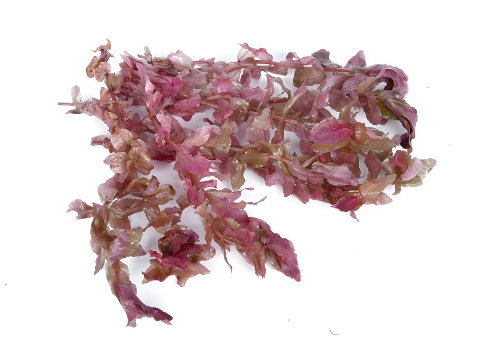 image 1 of Giant Red Rotala (Rotala macrandra) - Live Aquarium Plant for Midground Planting, No CO2 Needed - Fish Tank Plant