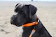 image 7 of HugglePets Snappy Adjustable Dog Collar | Black | L