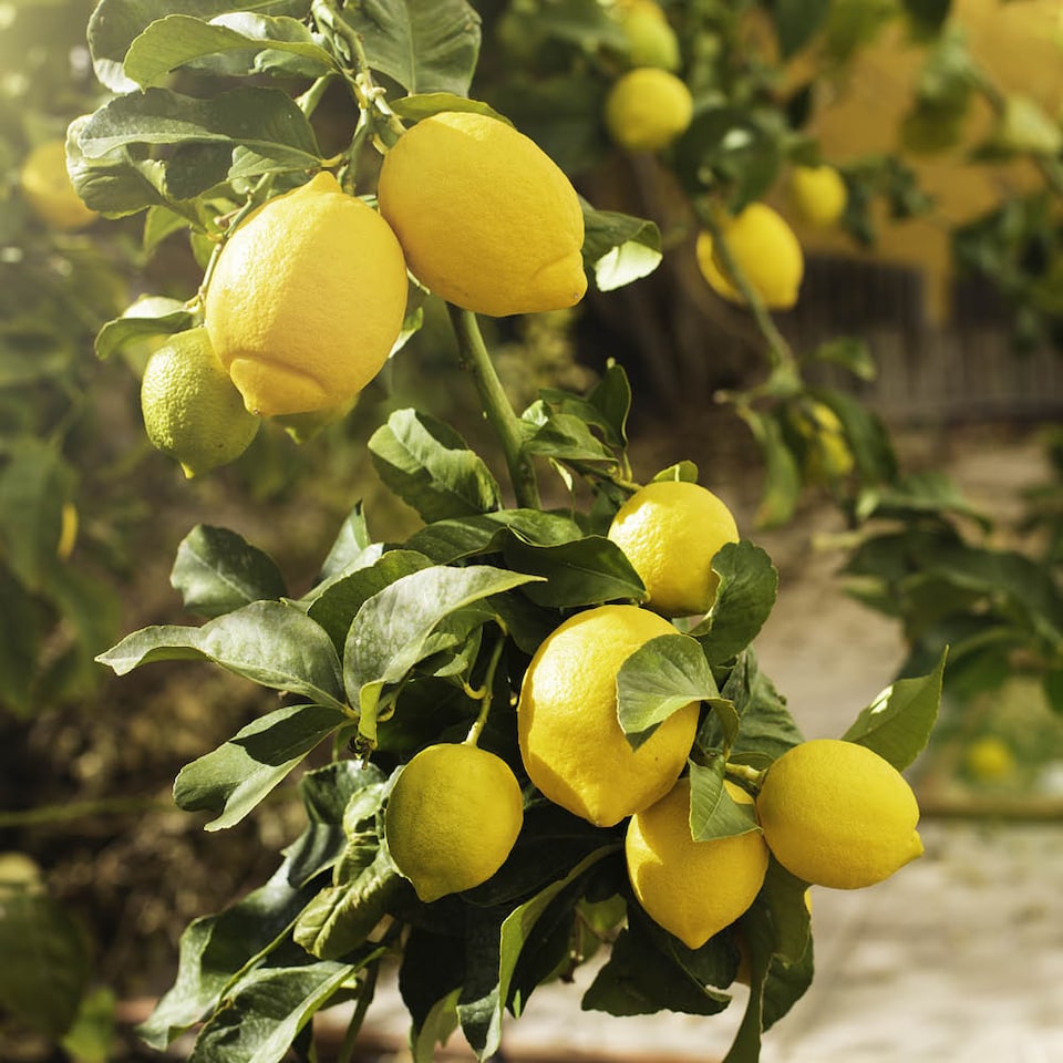 image 1 of YouGarden Citrus Lemon 'Citron' Tree in 7/9cm Pot, Lemon Trees for Gardens, Grow Your Own Tree in Garden and Home