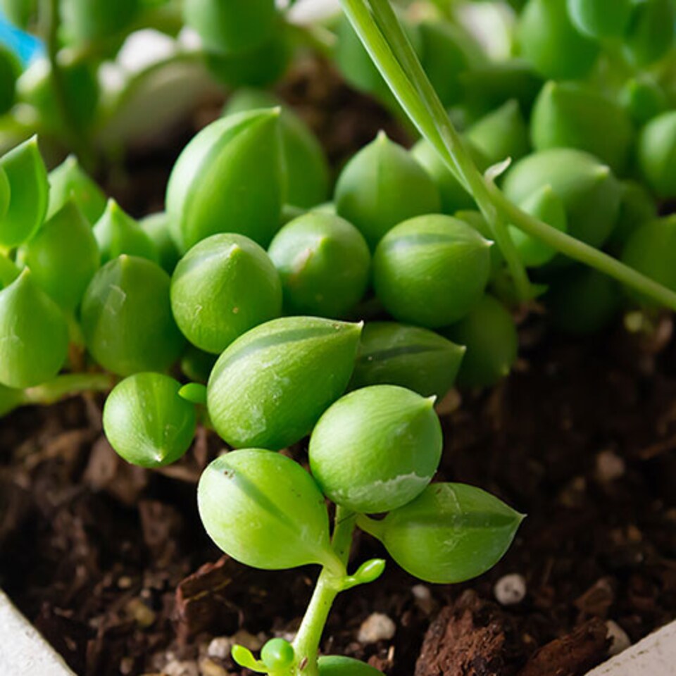 image 1 of House Plants String of Beads, Senecio herreanus, Set of Six, Tropical Trailing Indoor Plants in 6cm Pots, For Home, Office or Livi