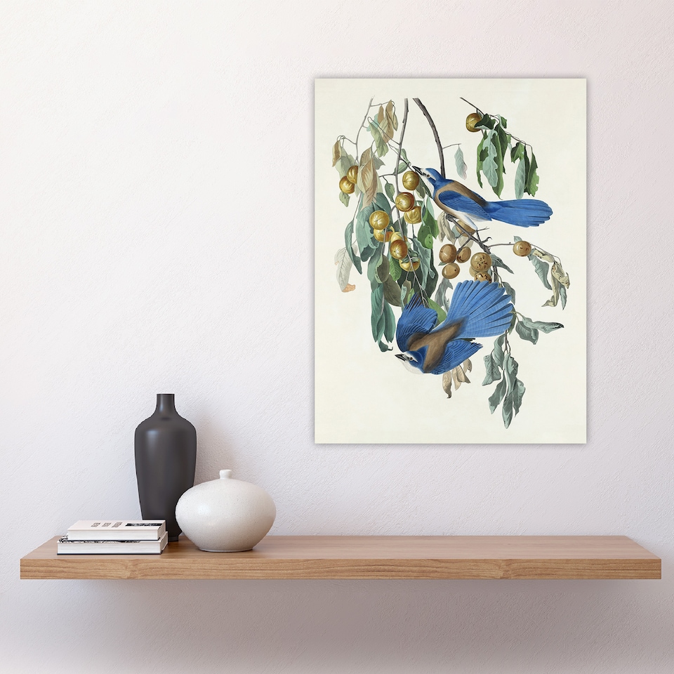 image 1 of Florida Jay and Persimmon Tree Audubon Nature Huge Wall Art Print 18X24 In