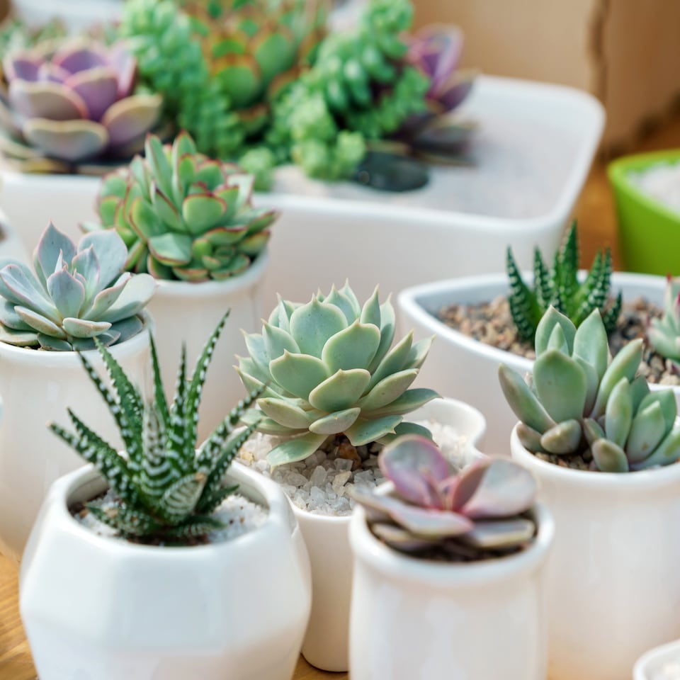 image 1 of Indoor Succulents Plant Mix 6 x 5.5cm plants - House Plants for Homes & Offices - Indoor Plants Real in Pots