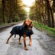 image 5 of Danish Design 2 In 1 Ultimate Black Harness dog Coat 45cm