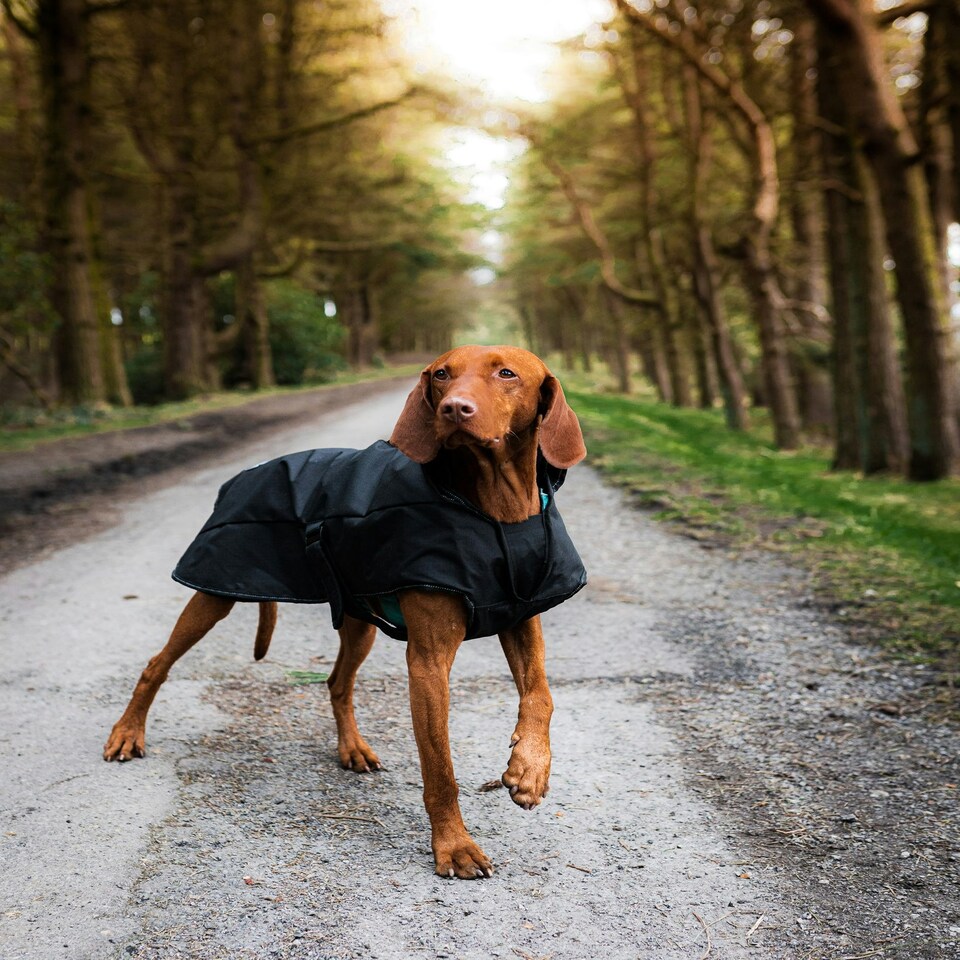 image 1 of Danish Design 2 In 1 Ultimate Black Harness dog Coat 45cm