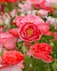 image 2 of Poppy Falling in Love Seeds - Hardy Annual - Red Pink White - Easy Grow - Pollinator Friendly