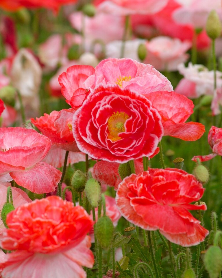 image 1 of Poppy Falling in Love Seeds - Hardy Annual - Red Pink White - Easy Grow - Pollinator Friendly