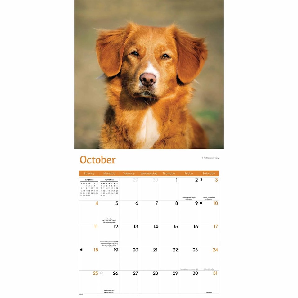 image 1 of Nova Scotia Duck Tolling Retriever Calendar 2026, Wall Calendars, Month To View, Dogs, Gift