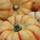 image 2 of Pumpkin Sweet Lightning F1