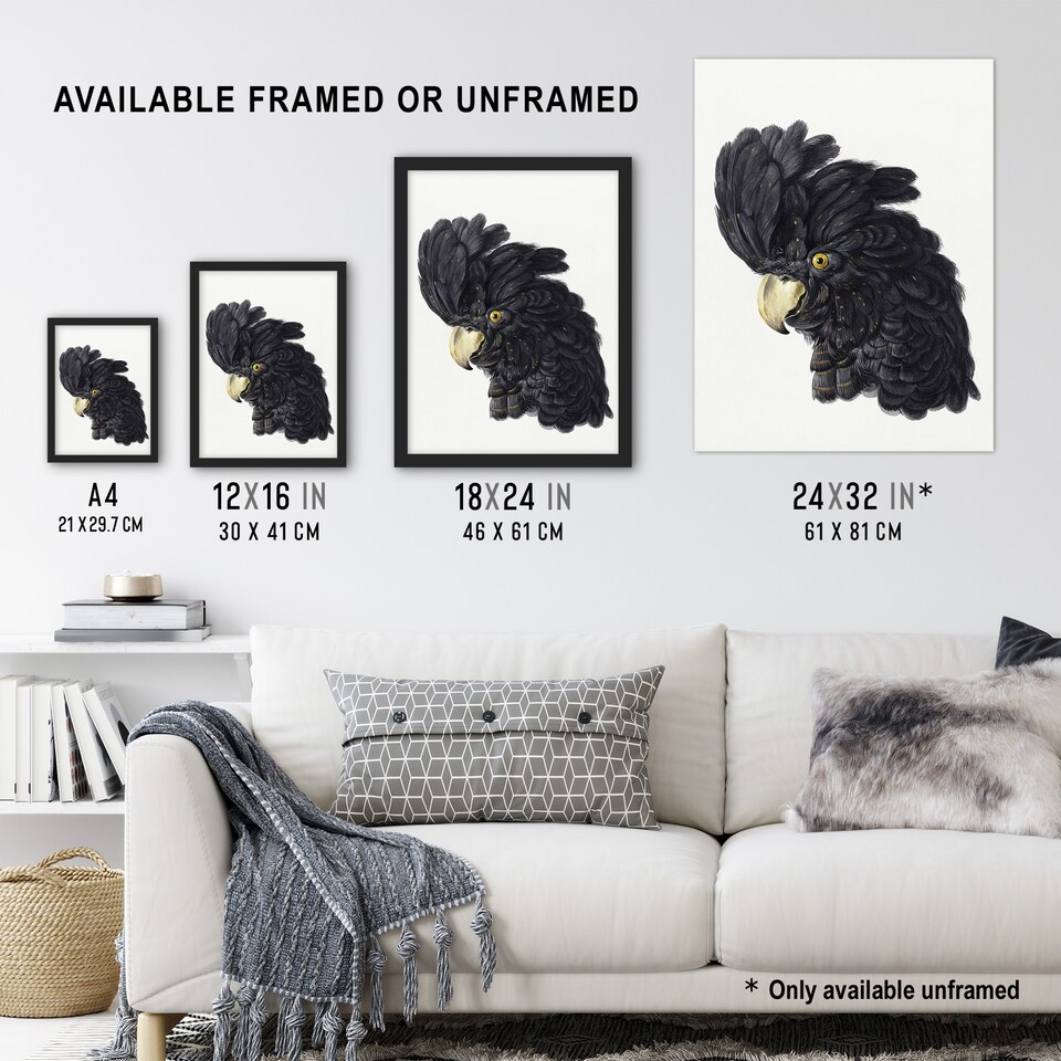 image 1 of Head of a Black Cockatoo Watercolour Schouman Huge Wall Art Poster Print 24X32"