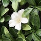 image 9 of Outsunny 12PCS Artificial Boxwood Panel Faux Rhododendron Greenery Backdrop
