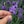 Dark Purple