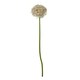 image 1 of Giant Allium (Single Stem Flower) - Plastic - L21 x W21 x H90 cm - Lilac
