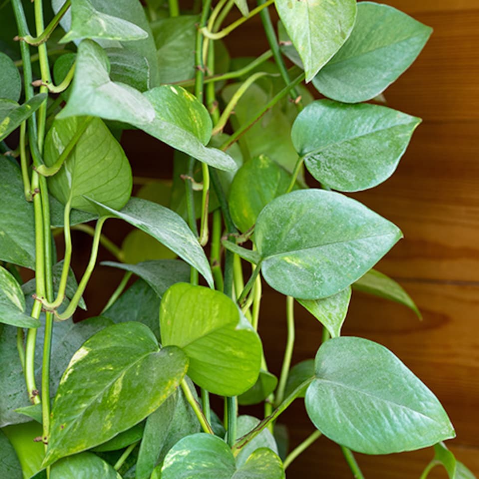 image 1 of Epipremnum pinnatum 'Aureum' in a 12 cm Pot - Devils Ivy Supplied as a Established Plant - Hanging House Plants for Indoor Office
