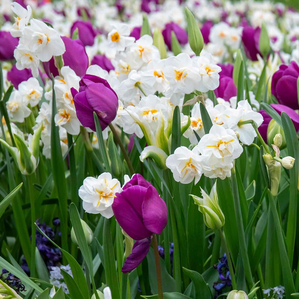 image 1 of Marshalls Garden Daffodil Bulbs 'Bridal Crown' 10 Bulbs