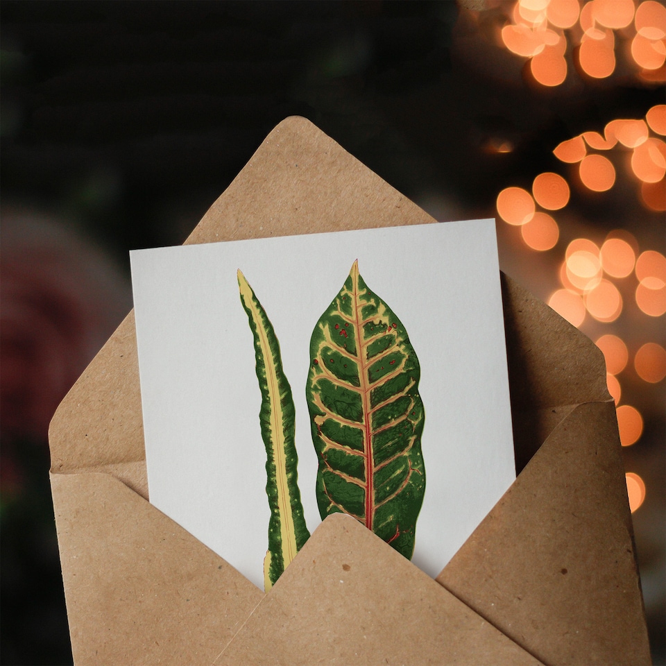 image 1 of AF Lydon Benjamin Fawcett Croton Plant Leaf Varieties Art Card