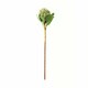 image 1 of Large Protea Artificial Plant - Plastic - L21 x W21 x H73 cm - Green