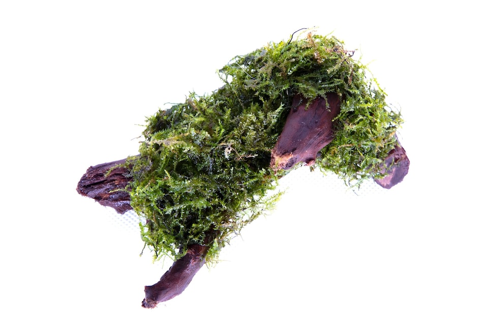 image 1 of Java Moss (Vesicularia dubyana Driftwood/Coco-Shell/Bio-Sphere) - Live Aquarium & Terrarium Plant, Low Light