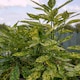 image 7 of Marshalls Garden Aucuba Japonica 'Golden Girl' - 3 x 9cm plants | Green | Gold and green-variegated | 3 x 9cm Plants