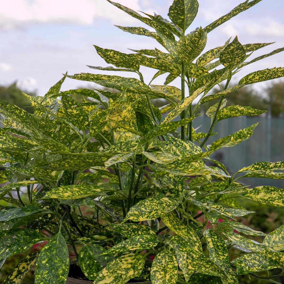image 1 of Marshalls Garden Aucuba Japonica 'Golden Girl' - 3 x 9cm plants | Green | Gold and green-variegated | 3 x 9cm Plants