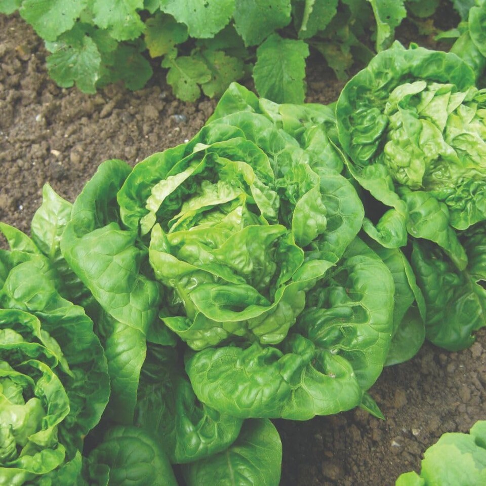 image 1 of Little Gem Cos Lettuce Seeds - Early Sweet Crisp Salad Variety - RHS Award Winner - 350 Seeds
