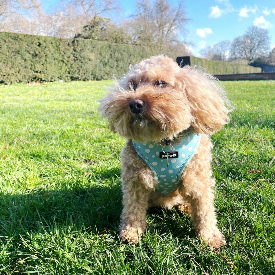image 1 of Dotty About You - Harness - Medium
