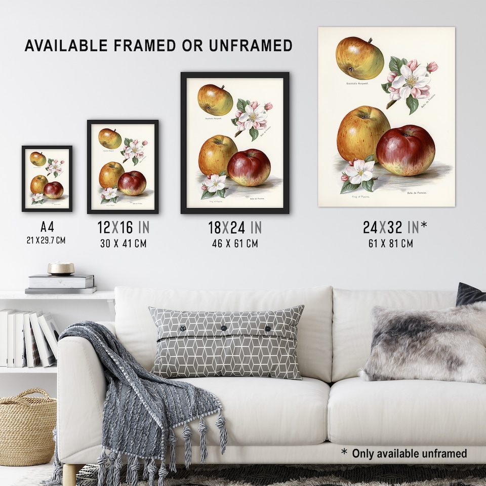 image 1 of King of Pippins Apple Vintage Illustration Wright Wall Art Poster Print 12X16"