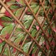 image 6 of 100cm x 200cm Artificial Fence Garden Trellis Privacy Screening Indoor Outdoor Wall Panel - Red Beech Leaf