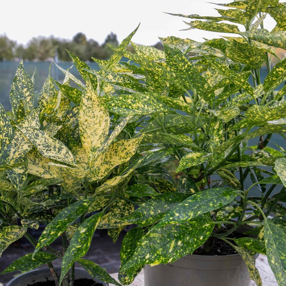image 1 of Marshalls Garden Aucuba Japonica 'Golden Girl' - 3 x 9cm plants | Green | Gold and green-variegated | 3 x 9cm Plants