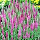 image 2 of Carbeth Plants Veronica Spicata Red Fox 1 x 9cm Pot - Hardy Perennial Spiked Speedwell Plants