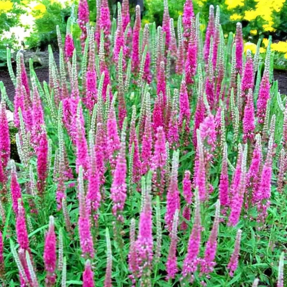 image 1 of Carbeth Plants Veronica Spicata Red Fox 1 x 9cm Pot - Hardy Perennial Spiked Speedwell Plants