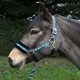 image 2 of Rhinegold Love My Pony Headcollar & Rope Set Green | Size: Full
Colour: Turquoise