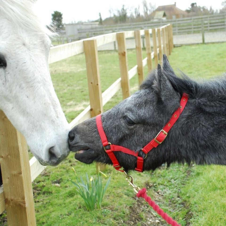 image 1 of Rhinegold Nylon Foal Headcollar Green | Size: One Size
Colour: Turquoise