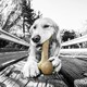 image 3 of Pet Qwerks Dinosaur BarkBone - Wood Dog Bone for Moderate Chewers - Peanut Butter Flavor - 9.75"