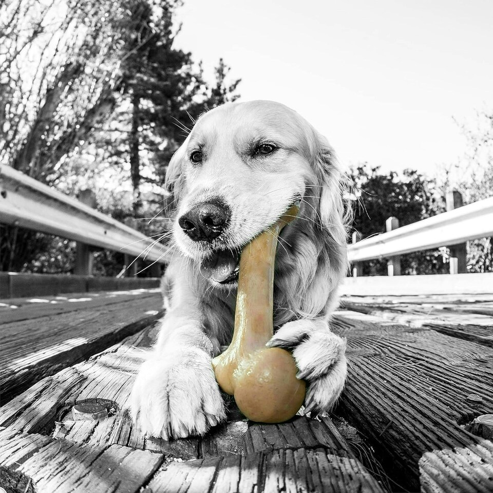 image 1 of Pet Qwerks Dinosaur BarkBone - Wood Dog Bone for Moderate Chewers - Peanut Butter Flavor - 9.75"