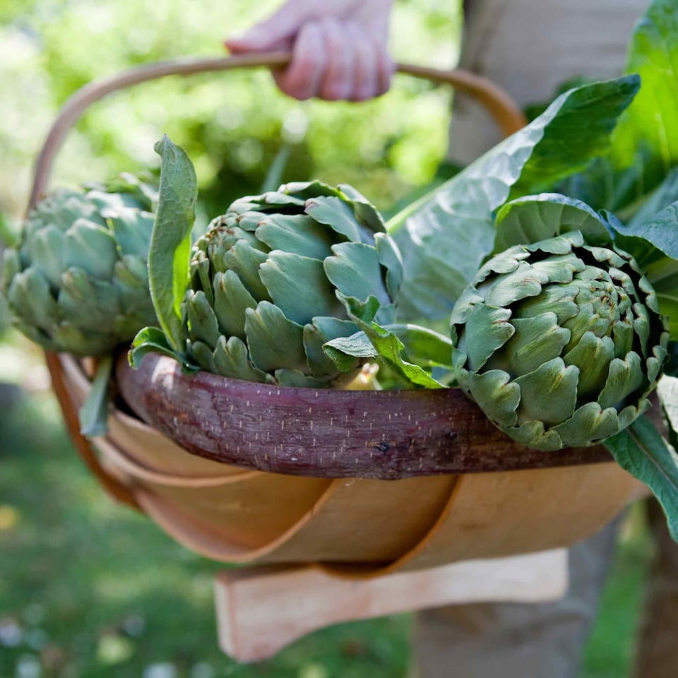 image 1 of Marshalls Garden Artichoke Seeds Green Globe, 35 Seeds