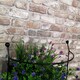 image 3 of Tom Chambers Cottage Heavy Duty Black Metal Steel Herbaceous Garden Plant Support Arc Small 60cm x 36cm