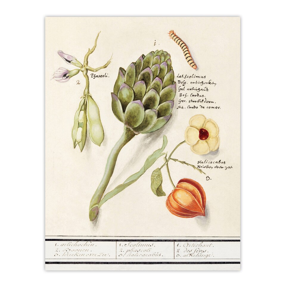 image 1 of Artichoke Broad beans and Groundcherry de Boodt Wall Art Poster Print 24X32"