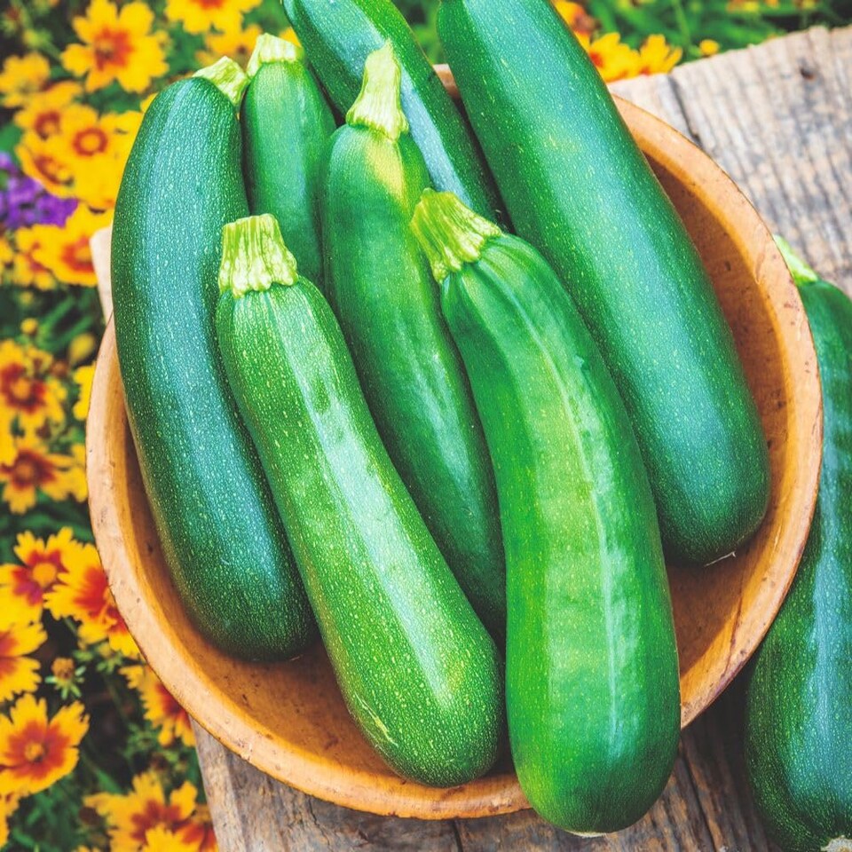image 1 of Courgette Sure Thing Parthenocarpic Disease Resistant Dark Green Cool Summer Crop. 2 Litre Pots x 2. T&M