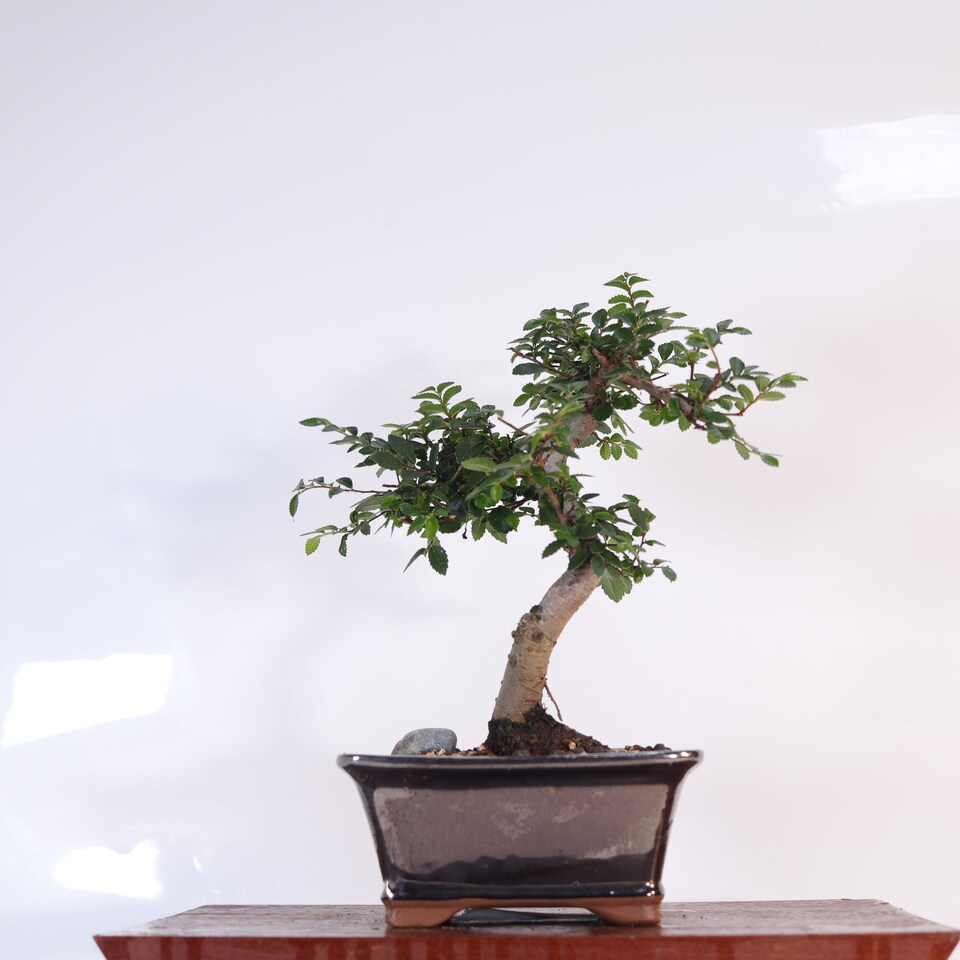 image 1 of Yorkshire Bonsai Chinese Elm (Ulmus Parvifolia) Bonsai Tree Shaped In 16cm Pot Great Gift